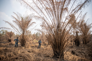 Gakkum KLHK segel lahan milik sampoerna agro dan tempirai