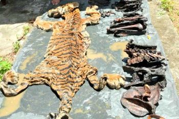 JPU Aceh terima vonis hakim perkara penjualan harimau