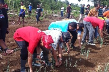 SMKN 4 Pertanian Biak siapkan satu hektare tanaman pangan lokal keladi