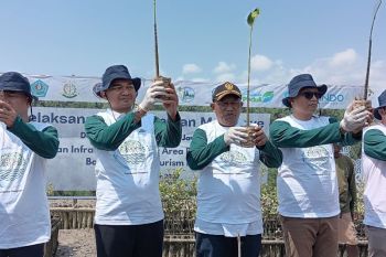 Pelindo Bali tanam 6.000 mangrove di Taman Hutan Raya