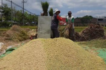 Kementan koordinasi dengan Bulog serap produksi petani