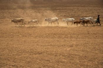 Rusia akan mulai kirim bantuan biji-bijian gratis ke Afrika