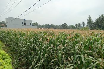 Produksi jagung di Pasaman Barat hingga September capai 170.958 ton