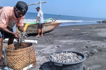 Musim kemarau, hasil tangkapan nelayan Pantai Ampenan meningkat