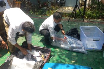 Januari-Oktober, BKIPM gagalkan penyelundupan 522.498 benur