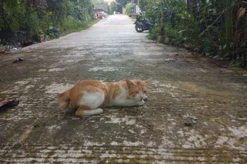Pemkot Balikpapan beri vaksin rabies ratusan  kucing dan anjing