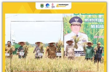Bupati Lampung Tengah dampingi Gubernur Lampung panen raya di Seputih Raman