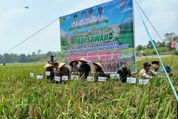 Bupati Batanghari panen raya di Umo Tunggul Buto