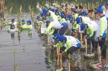 TransJakarta gandeng aneka mitra tanam mangrove