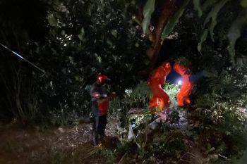 Petugas Damkar eksekusi sarang tawon vespa di Bintan