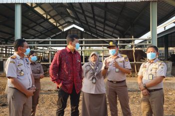 Balai Karantina Pertanian Kupang nyatakan NTT masih bebas PMK