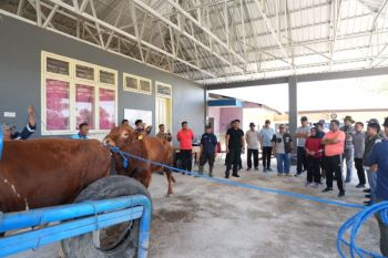 Pj Gubernur Sulsel dorong inseminasi buatan  guna tingkatkan populasi ternak