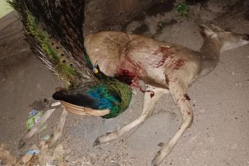 Petugas TN Baluran tangkap tiga pelaku perburuan satwa