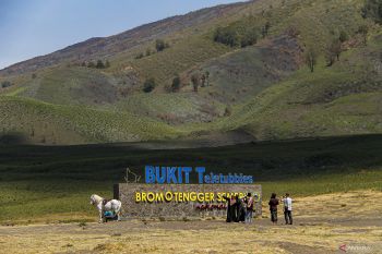 Kawasan Gunung Bromo kembali menghijau