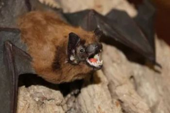 Kemenlu Jepang peringatkan risiko virus Nipah bagi warganya di India