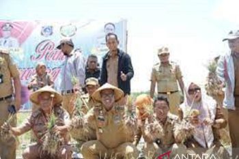 Pemkab Muna Barat menjadikan tanaman bawang merah komoditi unggulan