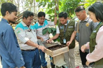 Manisnya Usaha Lebah Kelulut di Desa Lasung Batu