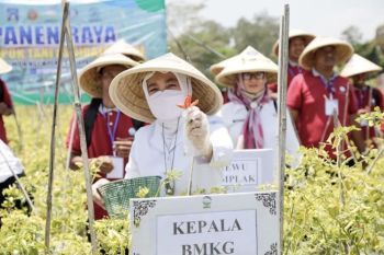 Info BMKG tingkatkan literasi iklim guna cegah krisis pangan