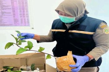 Karantina Pertanian Timika periksa 12 batang sarang semut tujuan ke Bogor