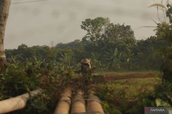 BRIN: Sorgum dan jagung jadi alternatif pangan hadapi perubahan iklim
