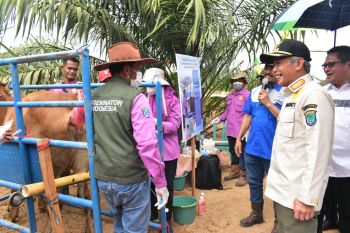 OKI aplikasikan transfer embrio tingkatkan kualitas ternak sapi