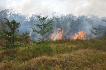 Lahan PTPN di Lampung terbakar