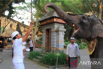 Menjadi rumah berbagai macam spesies satwa, Taman Safari Bali rayakan Tumpek Kandang