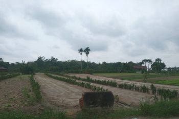 Petani sayur di Pekanbaru terdampak cuaca ekstrem
