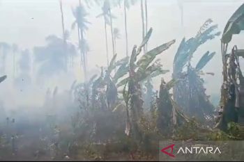Petugas Damkarmat dan warga berupaya padamkan kebakaran lahan di Lampung Selatan