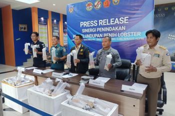 Bakamla thwarts smuggling of lobster seeds worth Rp19 billion