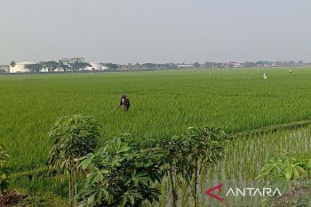 Dinas Pertanian sebut Cilacap tetap surplus padi hingga akhir 2023