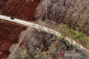 Hutan jati di Bojonegoro meranggas