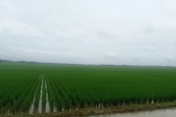 Petani di Banten tanam benih infari Nutrisi Zinc 6.000 ha mengatasi stunting