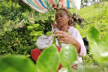 Daun jeruk purut di Tanah Datar tembus pasar nasional