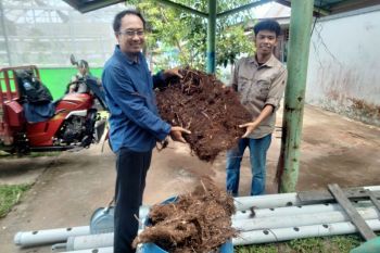 Akar Pakis dari Bunyu Jadi Paten Dengan Good Fern