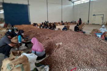 Pemkab Tanjungjabung Timur dorong hilirisasi pinang