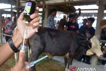 Sebanyak 2.000 ekor sapi masyarakat di Baubau dapat suntikan PMK