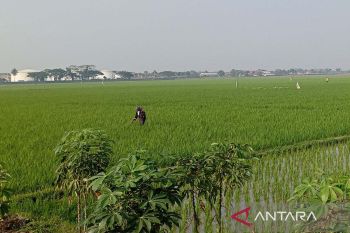 Dinpertan sebut Cilacap tetap surplus padi hingga  akhir 2023