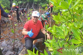 PMI Jayapura tanam 300 mangrove jaga lestarikan alam Teluk Youtefa