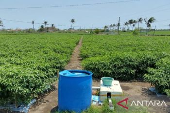 Lahan pasir Kulon Progo ubah petani jadi jutawan