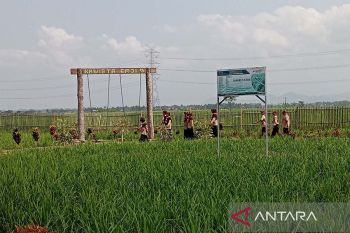 BUMDes  binaan Pertamina di Cilacap luncurkan wahana Mabit Kawista