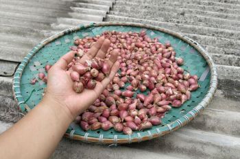 Potensi abu terbang dikaji BRIN untuk komoditas bawang merah