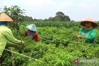 Petani di Kampung Sakti Buana keluarkan biaya lebih untuk dapatkan air