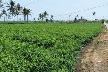 Masyarakat Kulon Progo diimbau bijak membeli cabai
