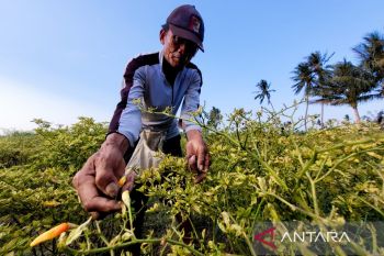 Pemkab Situbondo minta kiriman dari daerah lain stabilkan harga cabai