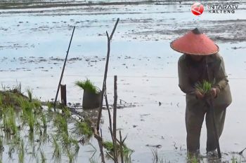 DPRD sebut Seruyan alami keterlambatan masa tanam padi