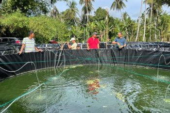Budidaya ikan sistem bioflok di Jangka Bireuen berhasil panen 1 ton lele