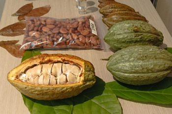 BRIN rilis empat varietas baru tanaman pinang