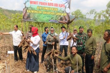 Petani Kulon Progo panen raya ubi kayu seluas 16 hektare