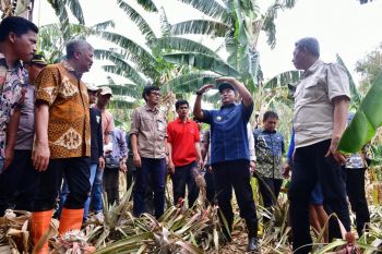 Pj Gubernur Sulsel perlihatkan cara perbanyak anakan pisang di Pinrang